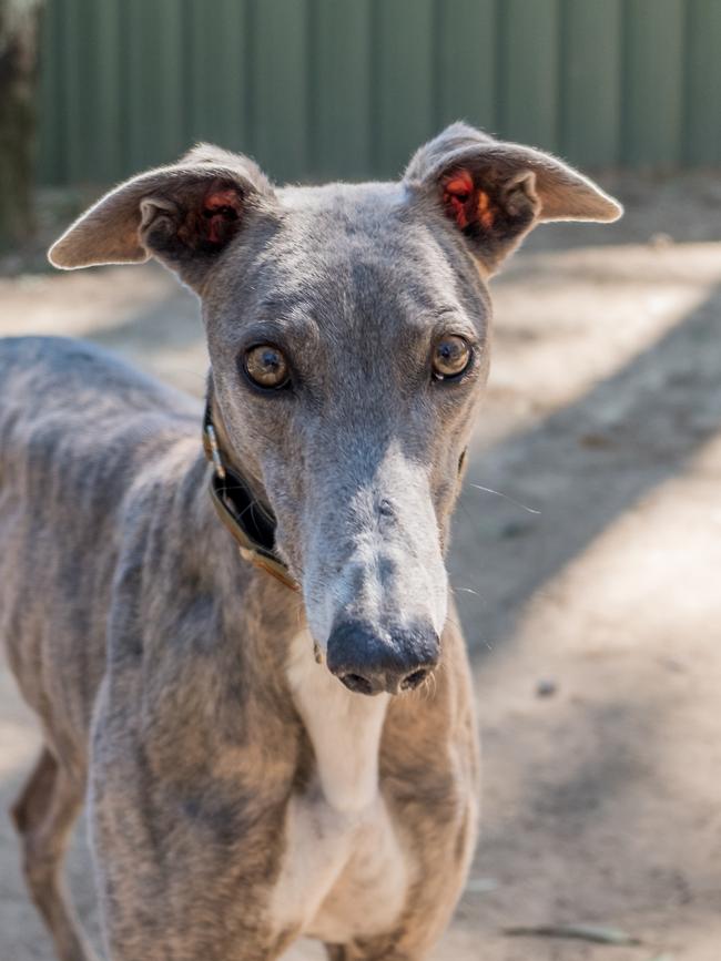 A rental shake-up could see more pets being adopted, like Miranda the greyhound.