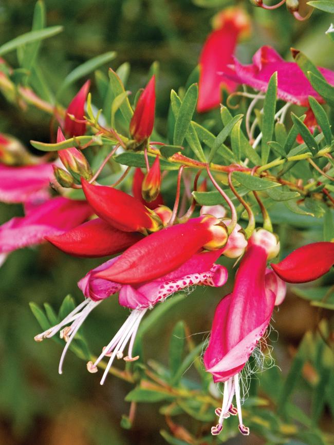 Eremophila maculata