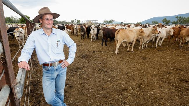 Ship shape: Wellard chief executive Mauro Balzarini.