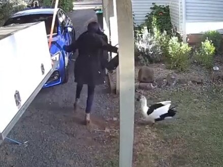 Watch: Pet duck chases would-be trespasser out of yard