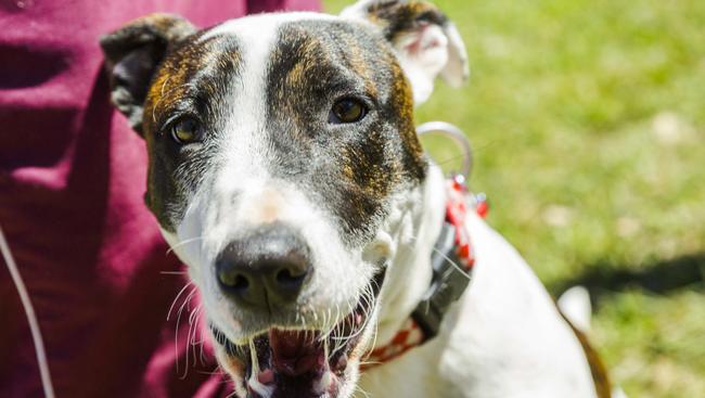 Playful pup seeks fur-ever home | The Courier Mail