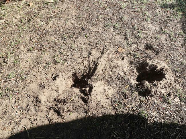 More holes caused by the rabbits in Macmasters Beach. Picture: Sue Graham