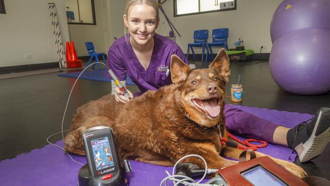 Amy Webster gives Dustya laser treatment. Picture: Rob Leeson