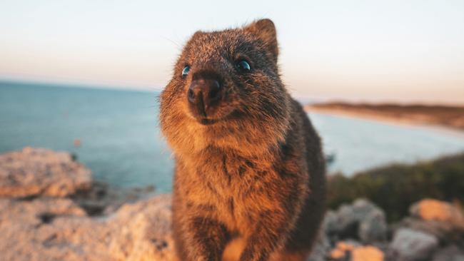 It’s a while before we’ll be able to see a WA quokka. Picture: James Vodicka