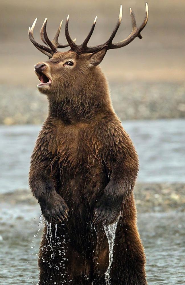 A moose-bear looks surprisingly real.