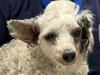 Cruel owner’s lie to RSPCA before dog found in horrific condition