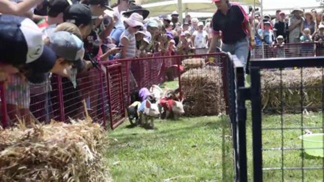 Iluka pig racing fundraiser