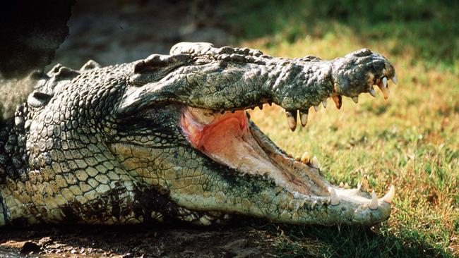 Queensland crocodile management plan increases attack risks: councils ...