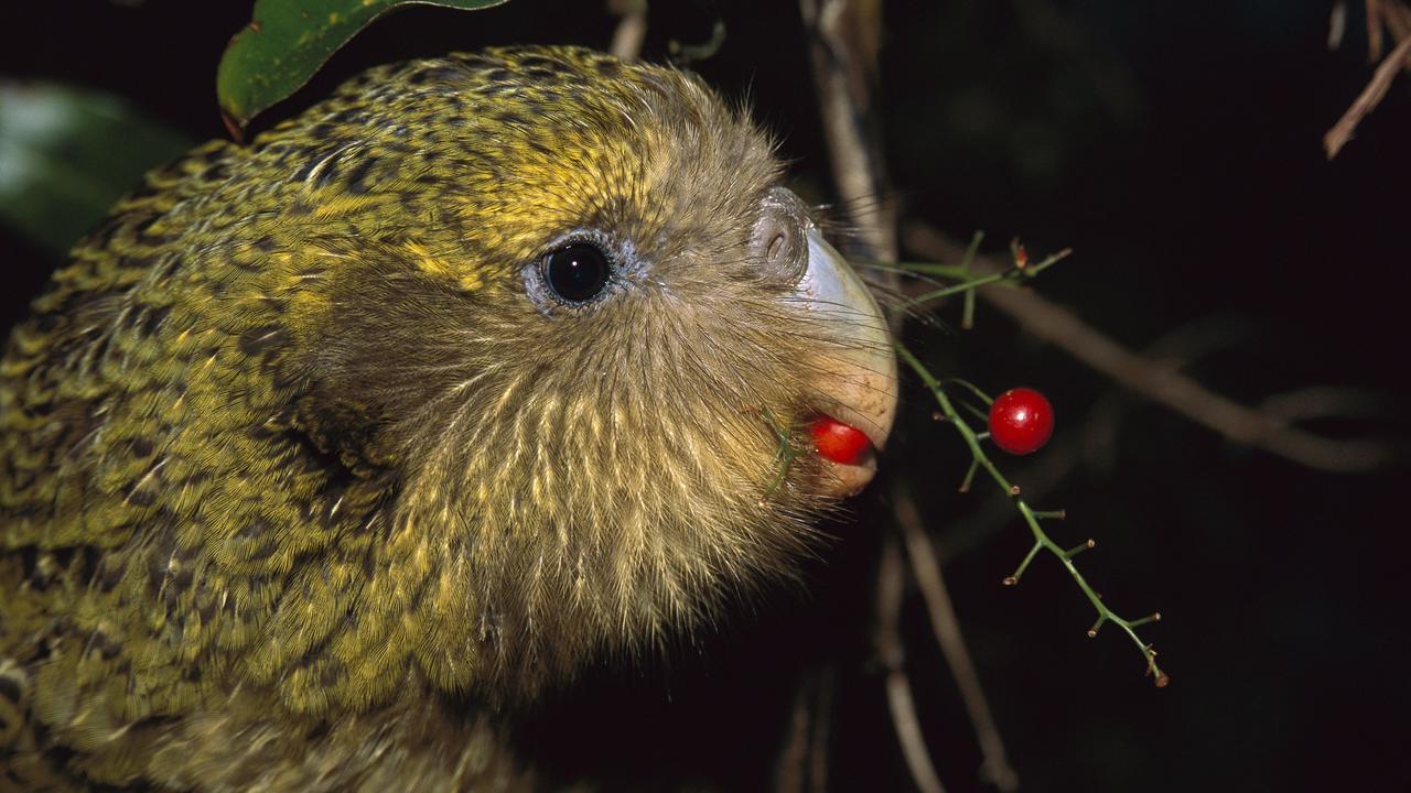 Heracles Inexpectatus Parrot