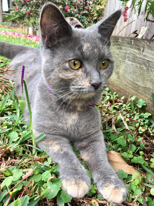 Monica Jean: MJ is a rescue kitten. Her mum was badly injured but still managed to care for MJ, who is now eight months old and in a loving home.