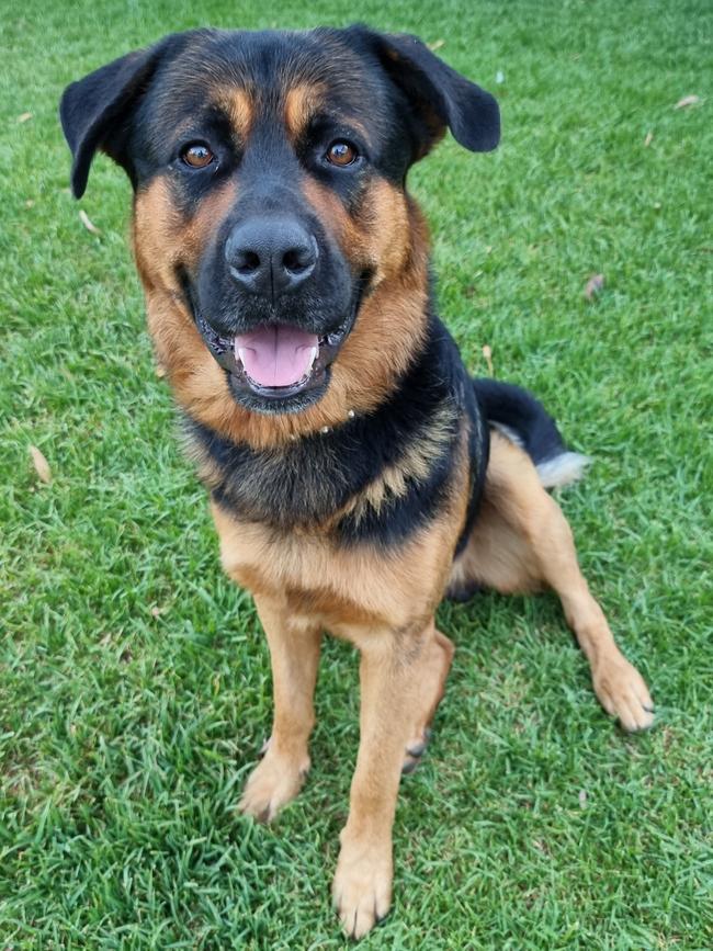 Zeus, sent in by Michelle Dienelt, Onkaparinga Hills.