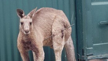 Kangaroo Frank recuperating at Five Freedoms Animal Rescue.