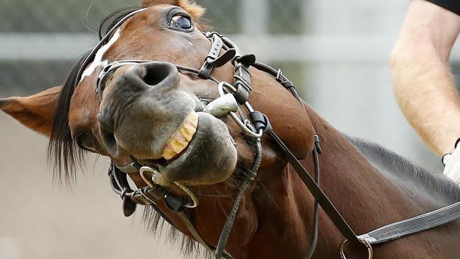 International Horse's trackwork at Werribee Racecourse, The Peter Chapple- Hyam trained Arod smiles for the camera. Melbourne. ,16th October 2015. Picture: Colleen Petch.