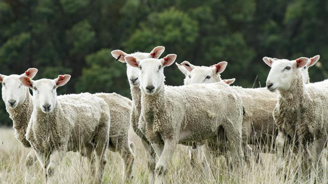 The sheep enterprise – comprising of a mixture of Merino and Border Leicesters – takes up the majority of the Glenthompson Pastoral operation. Picture: Zoe Phillips