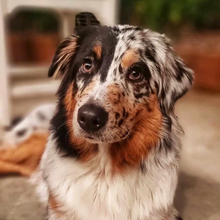 Cleo: Kaylah Glackin's 10 month old Australian Shepherd