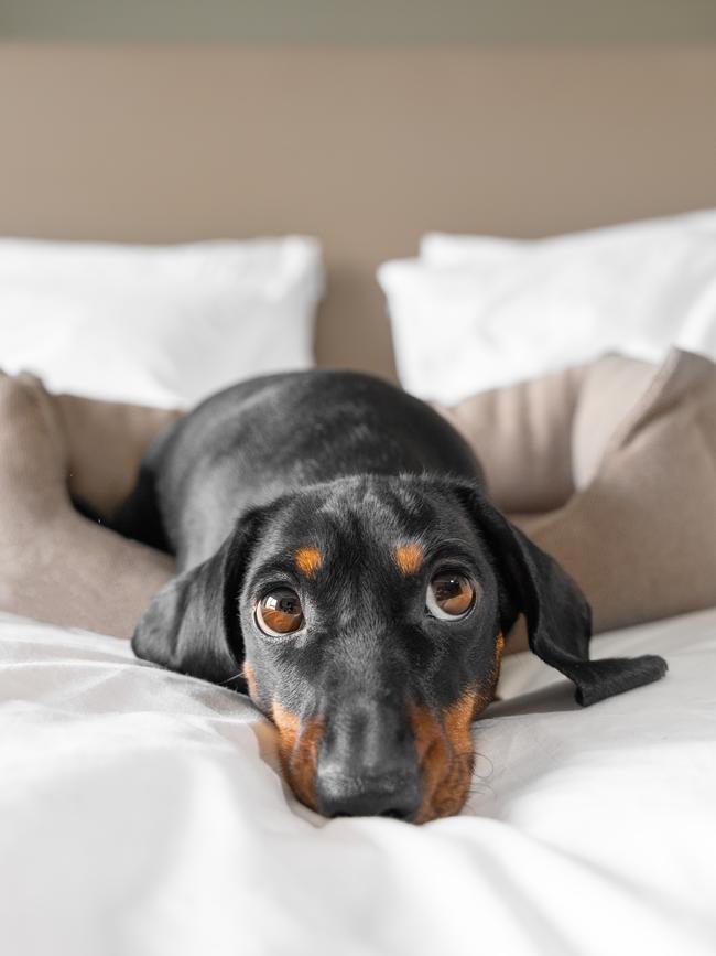 Cute dachshund lies in dog bed. Picture: Getty images