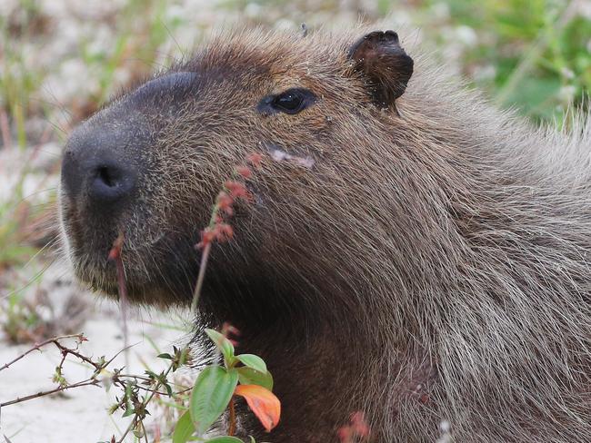 A capybara waits near a green.