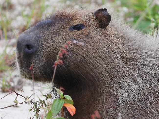 A capybara waits near a green.