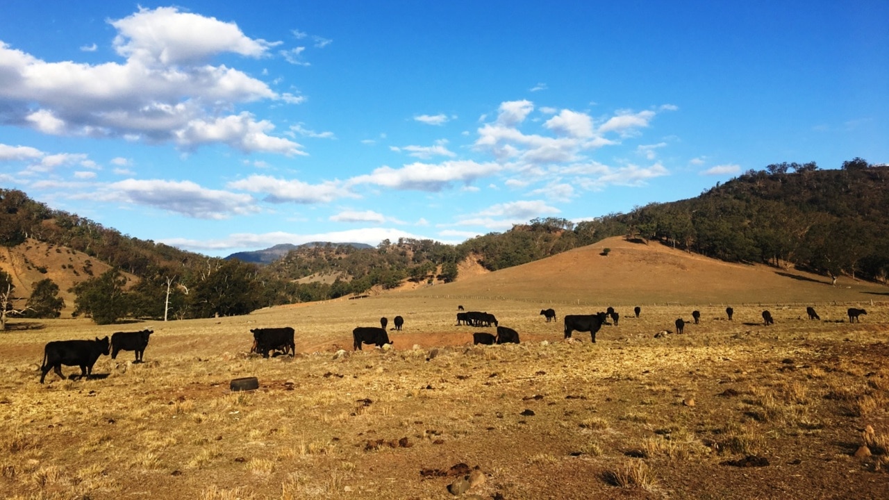 Drought-stricken parts of NSW await best rainfall in nearly a year