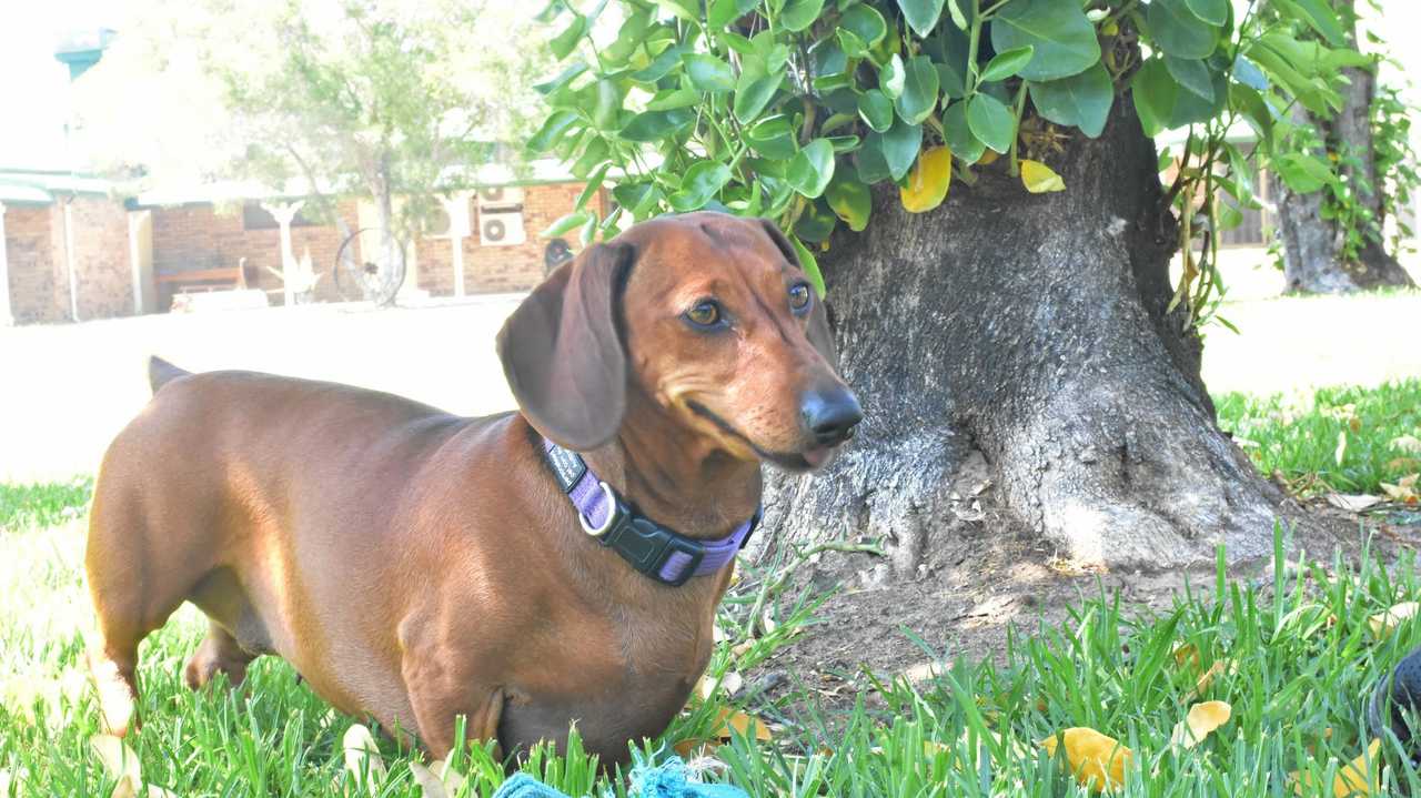 Hazel has recovered from surgery on her back legs to be a part of the day. Picture: Jorja McDonnell