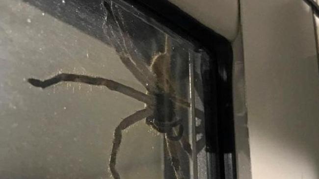 Web of intrigue as giant spider legs it to Australia, The Courier