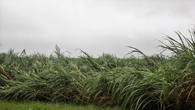 The gang rape took place in a Cairns cane field. Picture: Cameron Bates