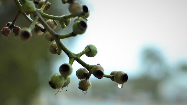 Dry ends: Winter is expected to end with little rain, after some regions in the southeast of Australia received a month’s worth in a few days.