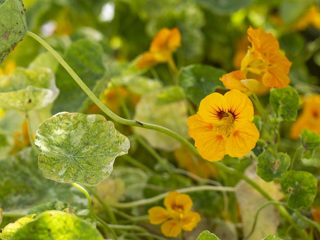 Clove Lane’s garden provides plenty of fresh, homegrown produce. Picture: Matthew Vasilescu