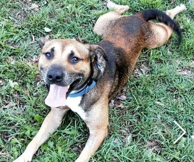 Red is pet of the week at Coffs Harbour RSPCA shelter. Picture: Contributed