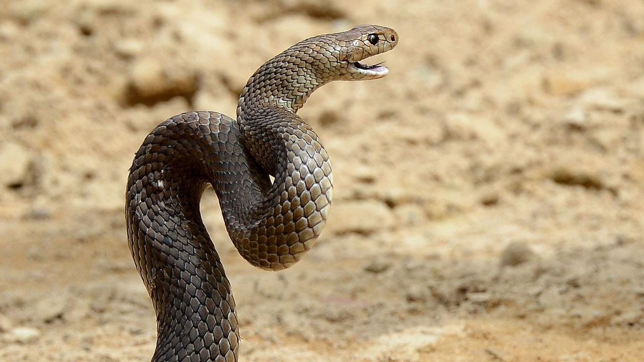 Paramedics treat snake bite patients in Bundaberg, Beaudesert ...