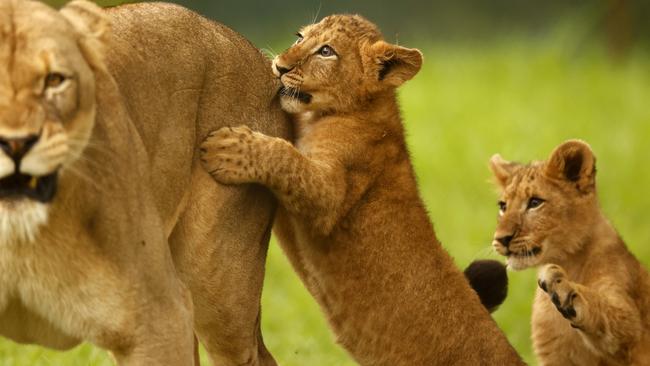 Duke and Kion playing with mum. Picture: Jonathan Ng