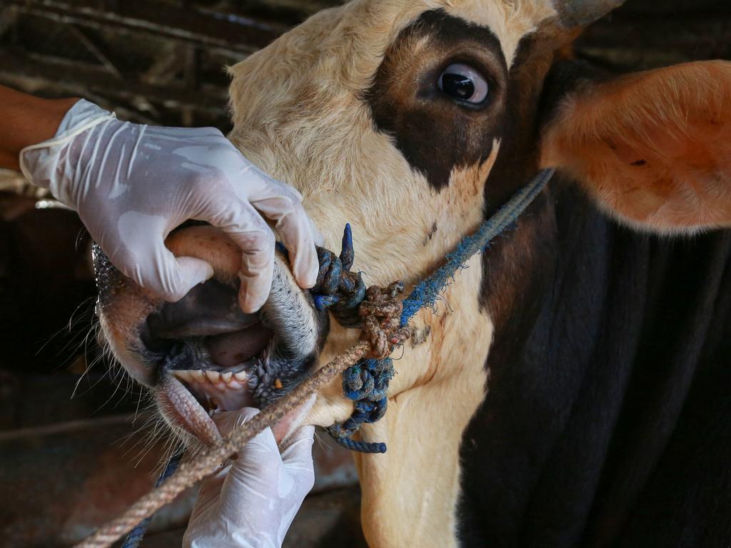 This picture taken on June 24, 2022 shows a veterinarian inspecting cattle for foot-and-mouth disease in Bandar Lampung, Indonesia. Picture: Perdiansyah/AFP