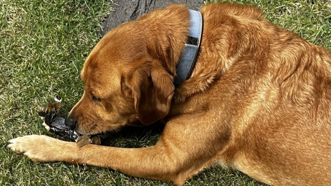 Brutal call Aussie pet owners are being forced to make