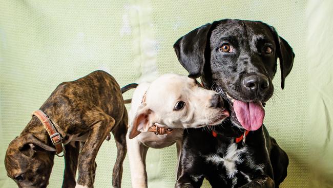 Sunshine Coast Council has been criticised for fining people for not re-registering their dead pets. Picture: Nigel Hallett