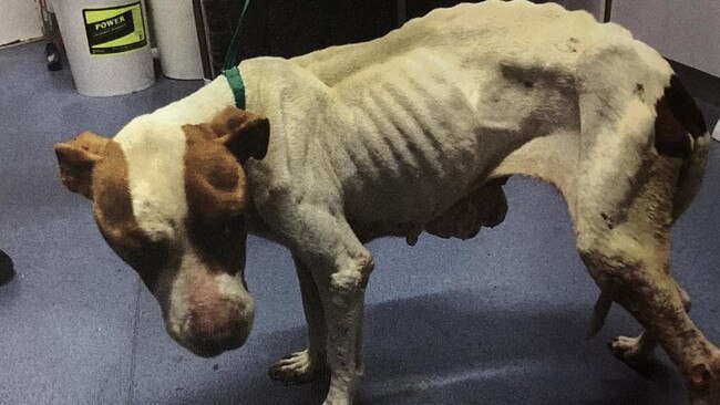 Talevski’s dog when it was seized by the RSPCA.