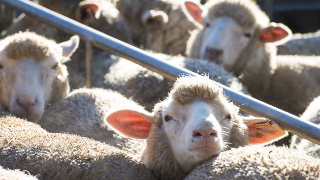 Lamb exports to China last month reached a new record. PICTURE: ZOE PHILLIPS