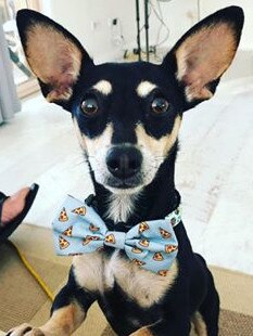 Owner Nat Tarrant says gorgeous little rescue dog Suzie had a rough time in the past, but thankfully is now being “seriously spoiled with love” with her new forever family.