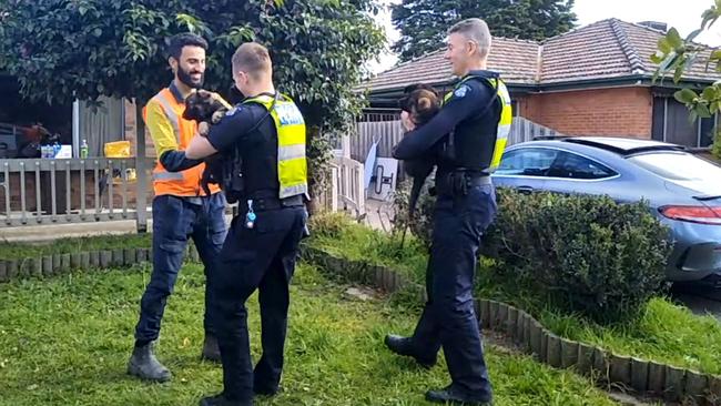 The moment owner Mahzyar Farokhnejad is reunited with his four puppies after they were stolen from his Thomastown backyard.