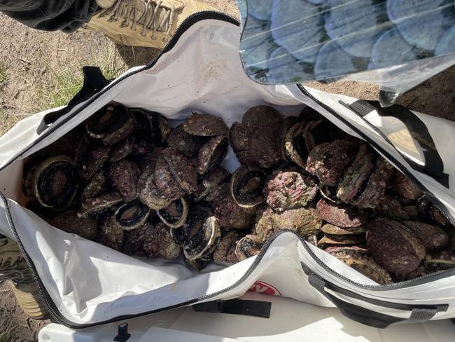 An illegal abalone haul seized by fisheries officers. Picture: Supplied