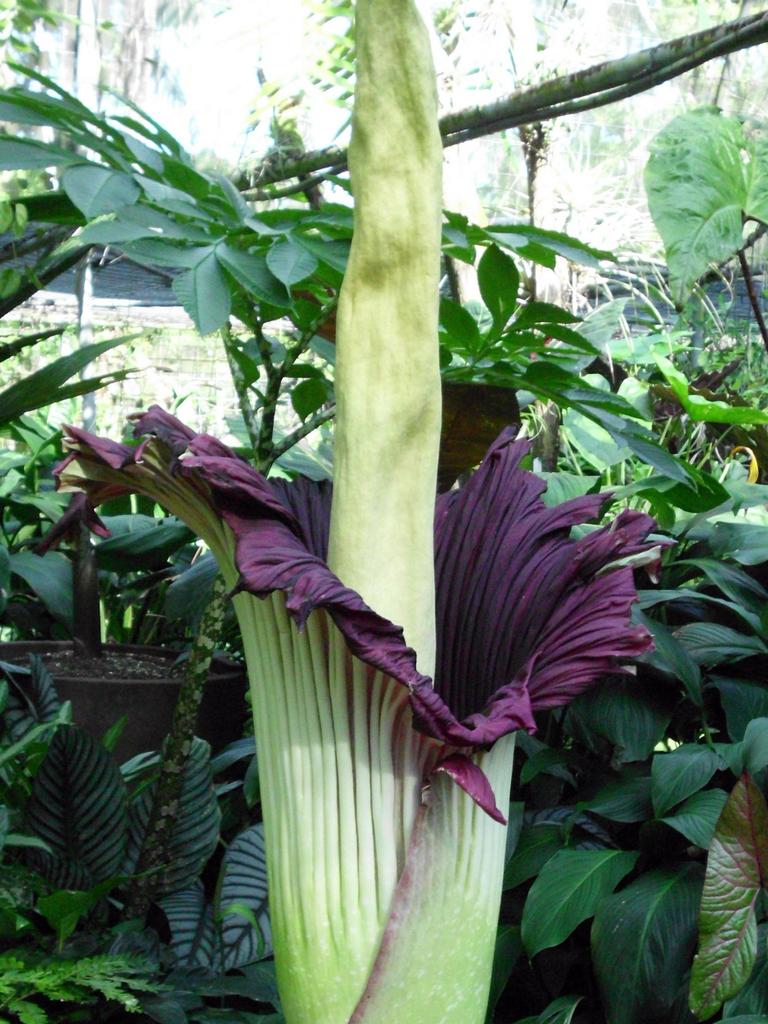 A corpse flower takes around seven years to bloom.