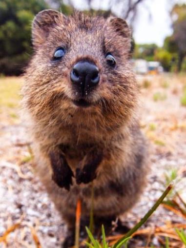 Memo Gold Coast players: Rottnest Island is just a 45-minute ferry ride from Fremantle. Picture: instagram.com/al_wildsight