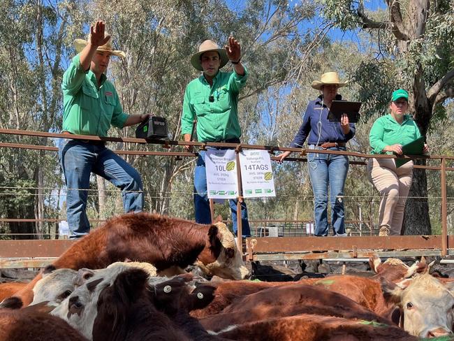 Myrtleford weaner sale selling action.