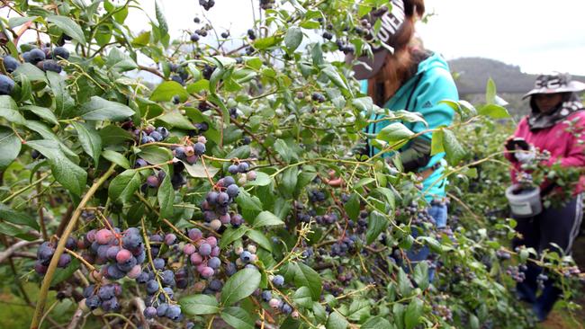 Fruit pickers at work on a blueberry farm.