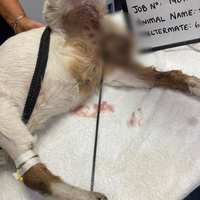 A man has copped a massive fine after trying to castrate his goat. Picture: RSPCAWA