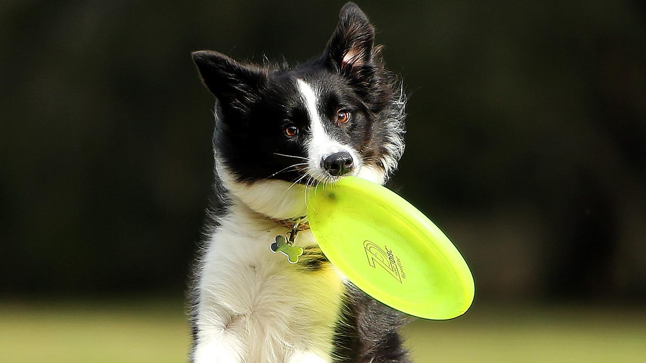 Georgie the Border Collie Picture: Tim Hunter.