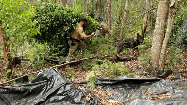 Officers harvesting plants in Coffs Harbour area late last month. Picture: Nathan Edwards