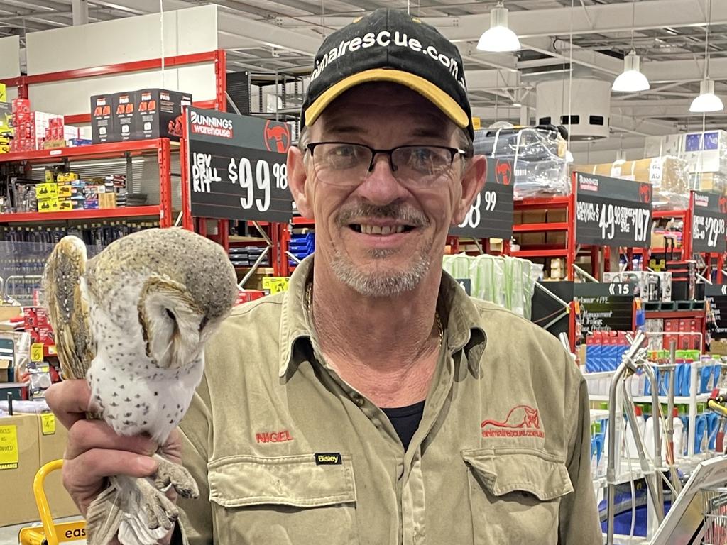 Nigel's Animal Rescue director Nigel Williamson attended the Bunnings Tarneit store after close on Thursday and rescued an owl that had been camped out for over a week. Picture: Supplied