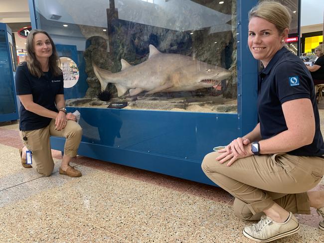 Sharks swim into Stockland for school holidays