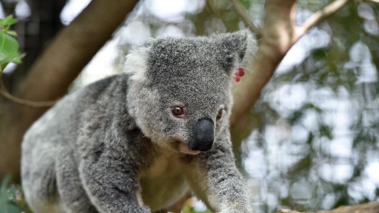 Koala road deaths Gold Coast: new virtual fencing technology