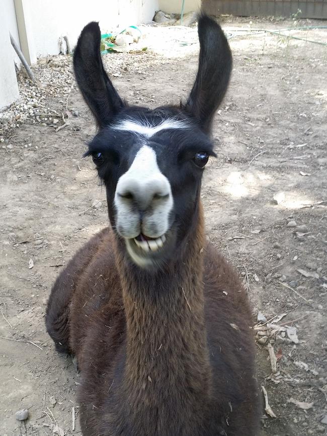 Leyroy the Llama: This cool customer is Leyroy the llama, enjoying a typically laid-back morning inTallebudgeera Valley.